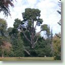 Old cedar nr Pillar Hall (Small).jpg